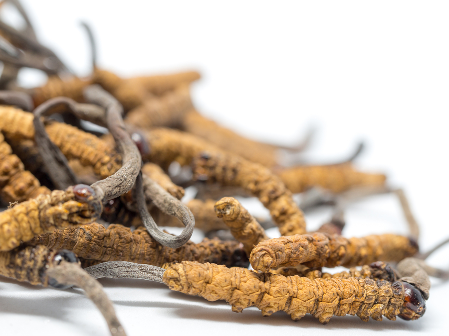 Cordyceps