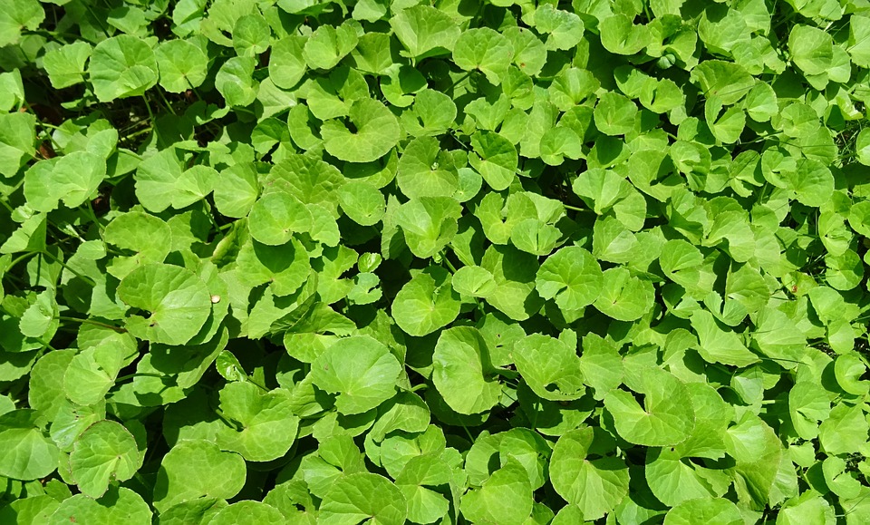 Jídelníček plný rostlin a potravin, které prospívají zdraví